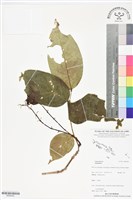 登錄號:BS06452藏品圖，第1張
