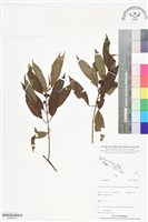 登錄號:BS06453藏品圖，第1張