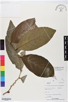 登錄號:BS06454藏品圖，第1張