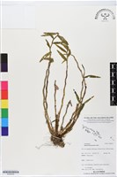 登錄號:BS06455藏品圖，第1張