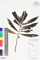 登錄號:BS06456藏品圖，第1張