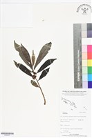 登錄號:BS06457藏品圖，第1張