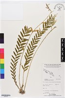 登錄號:BS06458藏品圖，第1張