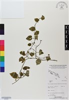 登錄號:BS06460藏品圖，第1張