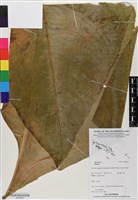 登錄號:BS06461藏品圖，第1張