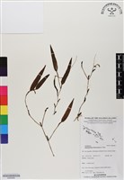 登錄號:BS06462藏品圖，第1張