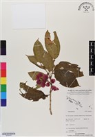 登錄號:BS06463藏品圖，第1張