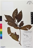 登錄號:BS06464藏品圖，第1張