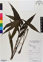 登錄號:BS06465藏品圖，第1張