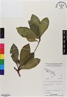 登錄號:BS06466藏品圖，第1張