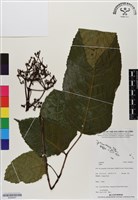 登錄號:BS06467藏品圖，第1張