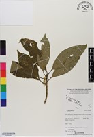 登錄號:BS06468藏品圖，第1張