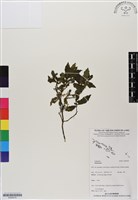 登錄號:BS06470藏品圖，第1張