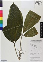登錄號:BS06472藏品圖，第1張