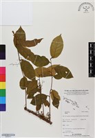 登錄號:BS06473藏品圖，第1張