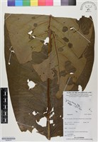 登錄號:BS06474藏品圖，第1張