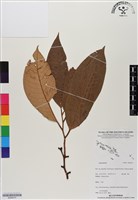 登錄號:BS06475藏品圖，第1張