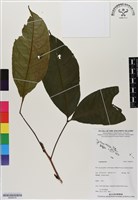 登錄號:BS06476藏品圖，第1張