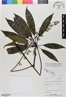 登錄號:BS06477藏品圖，第1張