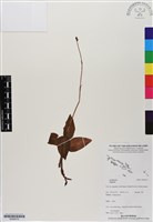 登錄號:BS06479藏品圖，第1張