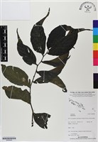 登錄號:BS06480藏品圖，第1張