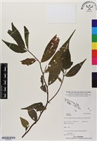 登錄號:BS06482藏品圖，第1張