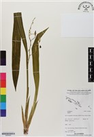 登錄號:BS06483藏品圖，第1張