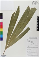 登錄號:BS06484藏品圖，第1張