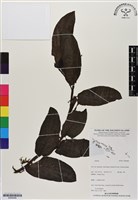 登錄號:BS06486藏品圖，第1張