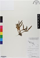 登錄號:BS06487藏品圖，第1張