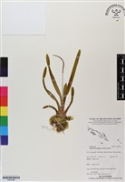 登錄號:BS06488藏品圖，第1張