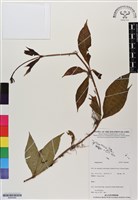 登錄號:BS06489藏品圖，第1張