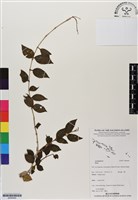 登錄號:BS06490藏品圖，第1張