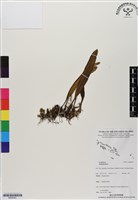 登錄號:BS06491藏品圖，第1張
