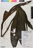 登錄號:BS06492藏品圖，第1張