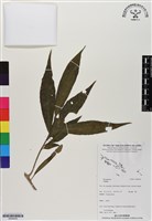 登錄號:BS06493藏品圖，第1張