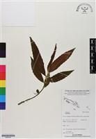 登錄號:BS06494藏品圖，第1張