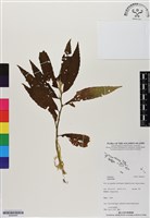 登錄號:BS06495藏品圖，第1張