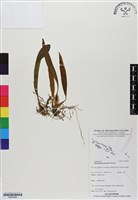 登錄號:BS06498藏品圖，第1張