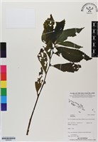 登錄號:BS06499藏品圖，第1張