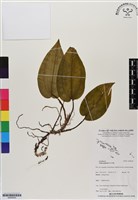登錄號:BS06500藏品圖，第1張