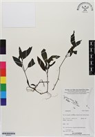 登錄號:BS06501藏品圖，第1張