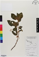 登錄號:BS06502藏品圖，第1張