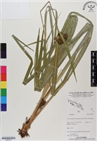 登錄號:BS06503藏品圖，第1張