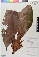 登錄號:BS06504藏品圖，第1張