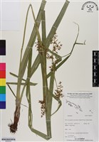 登錄號:BS06505藏品圖，第1張