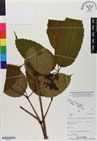 登錄號:BS06507藏品圖，第1張