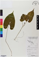 登錄號:BS06508藏品圖，第1張