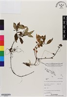 登錄號:BS06509藏品圖，第1張
