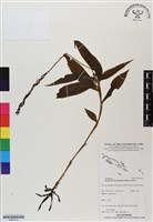 登錄號:BS06510藏品圖，第1張